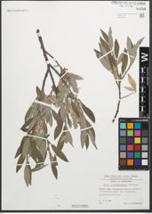 Foto von Salix glaucosericea Flod.